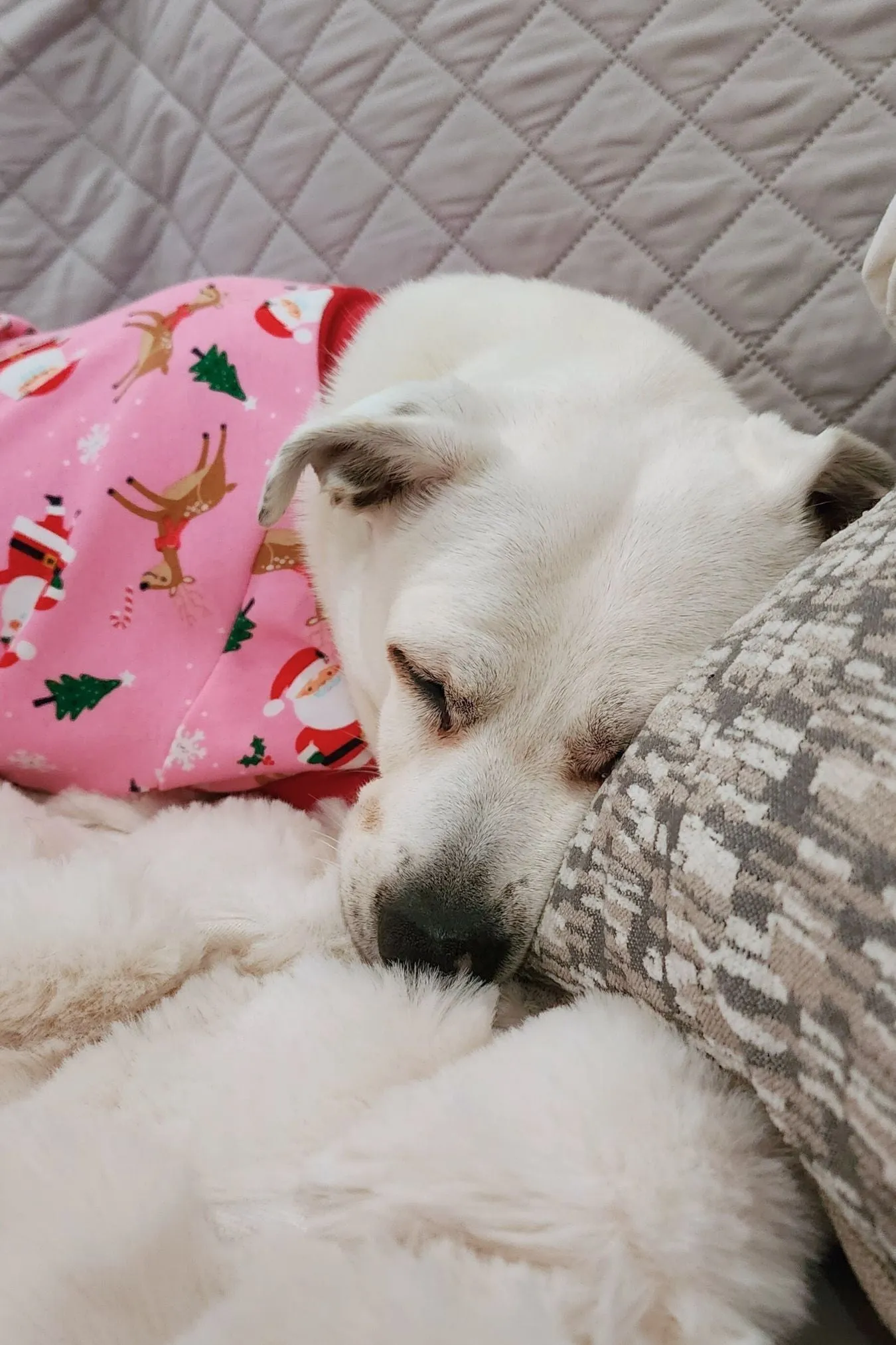 Santa & Friends Dog Pajamas